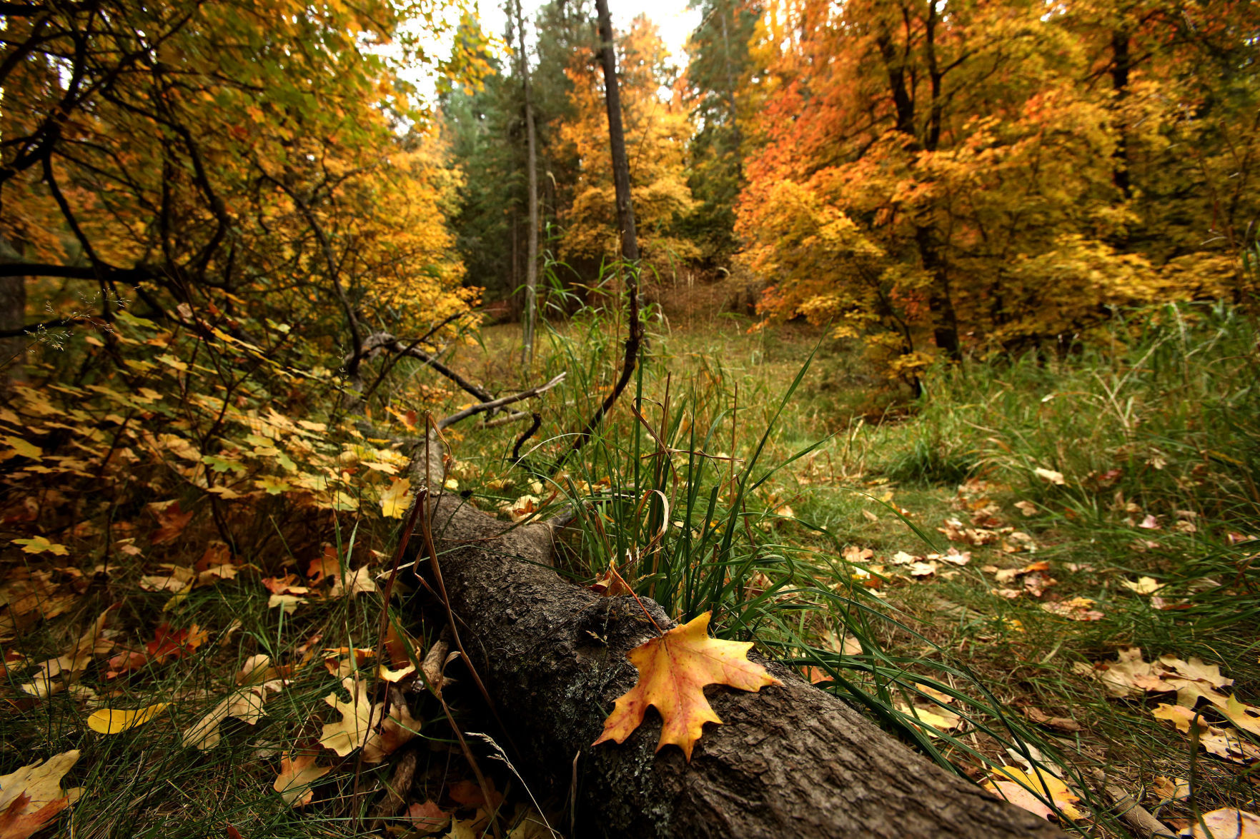 Fall colors
